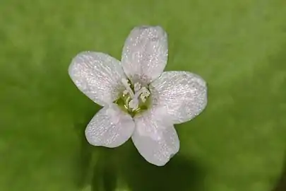 Close-up of flower