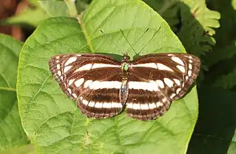 Dorsal view