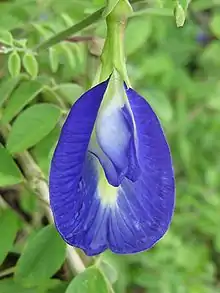 Flower of Clitoria ternatea