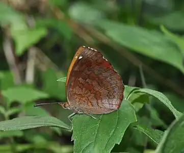 Imago (ventral view)