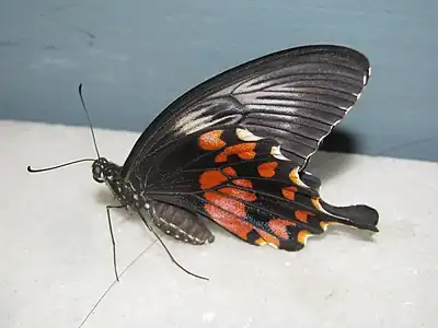 Ventral view (female, form romulus)