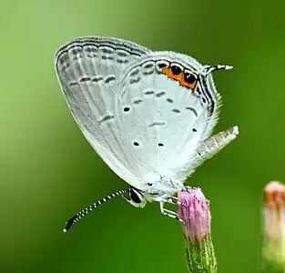 Ventral view