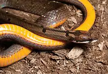 Hologerrhum type species; Philippine stripe-lipped snake (H. philippinum)