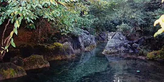 Cloud forest stream in El Cielo Biosphere Reserve (August 2004)