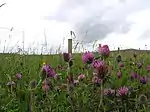 Meadow flowers