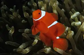 Male P. biaculeatus (maroon anemonefish) in Papua New Guinea