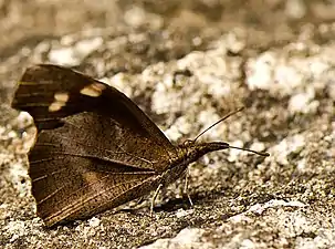 Ventral view