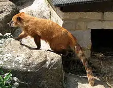 South American coati, Nasua nasua, in an English zoo