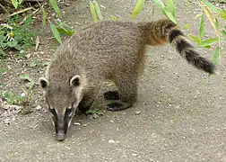 The coati Nasua nasua