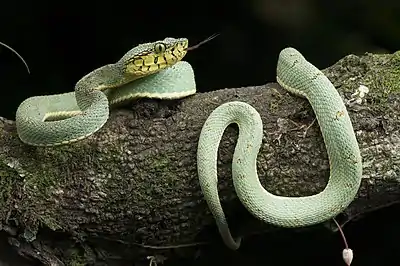 Amazonian palm viper, Bothrops bilineatus