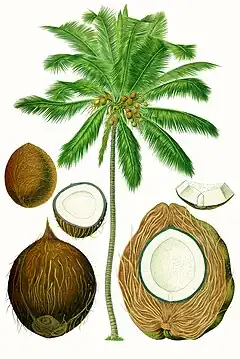 Coconut Palm -- Cocos nucifera -- नारिकेल in Sanskrit; नारळ in Marathi; नारियल in Hindi; नरीअर in Bhojpuri; "தென்னை மரம் " in Tamil.in Bengali( বাংলা) Narikel(নারিকেল)."kobbari " in Telugu, ತೆಂಗಿನ ಕಾಯಿ  Tengina kaayi in Kannada