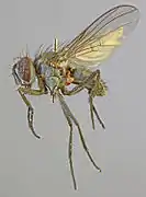 Mounted specimen