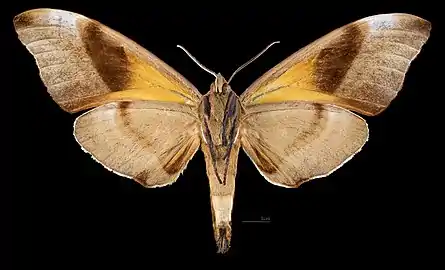 Male ventral