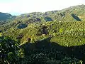 Coffee fields Quebrada Honda de Tarrazu