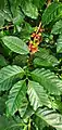 A coffee plant in the Tropical Dome