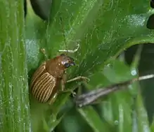 Grape colaspis, Colaspis brunnea