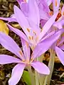 Detail of flower at the United States Botanic Gardens