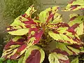 Coleus sp. 1