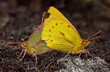 Image 2Sexual dimorphismPhotograph credit: Paolo Costa BaldiSexual dimorphism is the condition where the two sexes of the same species exhibit different characteristics. Differences may include secondary sex characteristics, size, weight, color, or markings, as well as behavioral and cognitive differences. In the butterfly species Colias dimera (also known as the Dimera sulphur), seen here mating in Venezuela, the male on the right is a brighter shade of yellow than the female.More selected pictures