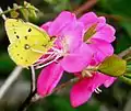 Feeding on nectar of Rhododendron albrechtii