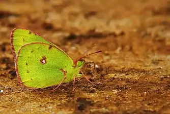 Ventral view (male)