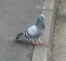 Rock pigeonColumba livia