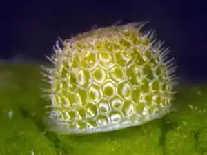 Egg