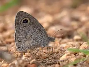 Ventral view