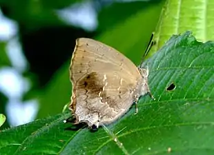 Ventral view (male)