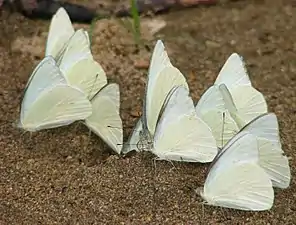 Mud puddling