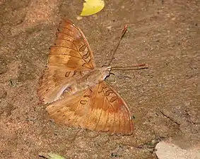 Dorsal view (male)