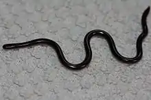 Image 8Common Blind Snake (Ramphotyphlops braminus) (from List of snakes of South Asia)