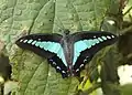 Common bluebottle(Graphium sarpedon)