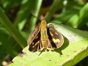 Dorsal view