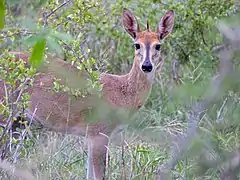 adult female in Kruger Park