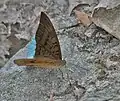 At Jayanti in Buxa Tiger Reserve in Jalpaiguri district of West Bengal