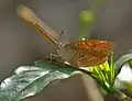 At Samsing in Darjeeling district of West Bengal, India