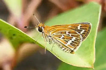 Ventral view