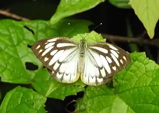 Dorsal view