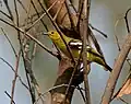 A. t. multicolor: female in Hyderabad