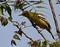 A. t. multicolor: female in Hyderabad