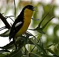 A. t. multicolor: male calling in Hyderabad, India.