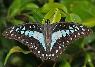 Common jay(Graphium doson)