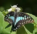 On Singapore cherry (Muntingia calabura) in Hyderabad, India