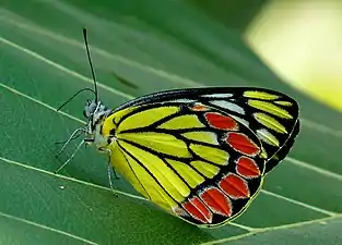 Ventral view