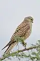 Common kestrel (Falco tinnunculus)