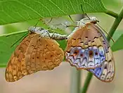 Mating with butterfly newly emerged from a pupa in Hyderabad, India