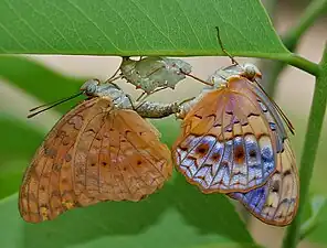 Ventral view