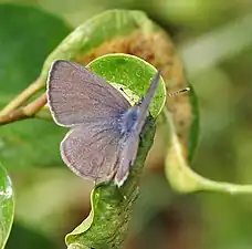 Dorsal view