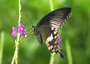 Ventral view (female, form stichius)